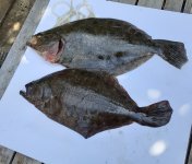 17  and 18 inch flounder.jpg